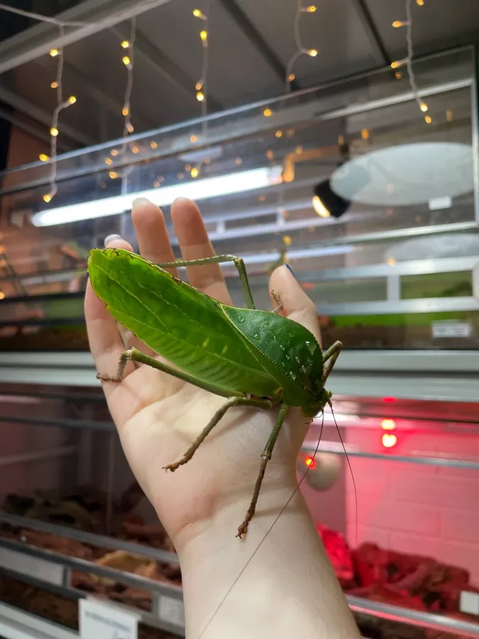 Зоопарк Жучки паучки в Москве: Животные, Зоопарк, Детям, Природа,