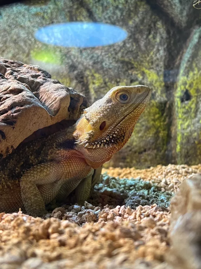 Зоопарк Жучки паучки в Москве: Животные, Зоопарк, Детям, Природа,