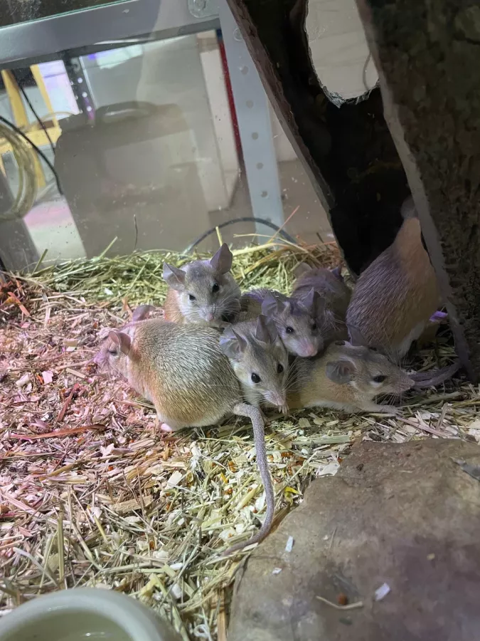 Зоопарк Жучки паучки в Москве: Животные, Зоопарк, Детям, Природа,