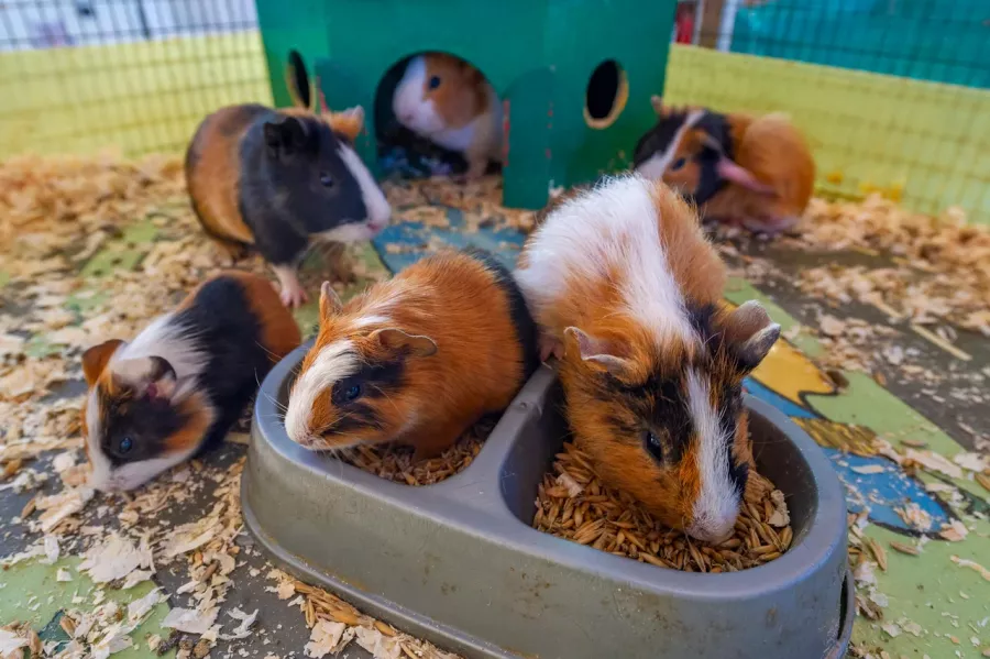 Контактный зоопарк ZOO-mini в Москве: Зоопарк, Любимцы, Дети, Чилим, Природа, Развлечения, Zoo, Animals,