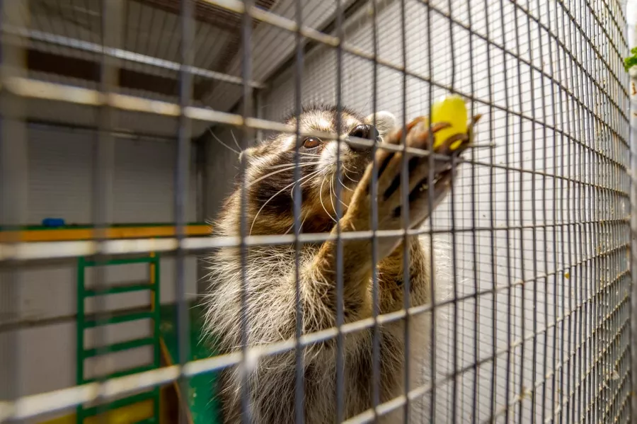 Контактный зоопарк ZOO-mini в Москве: Зоопарк, Любимцы, Дети, Чилим, Природа, Развлечения, Zoo, Animals,