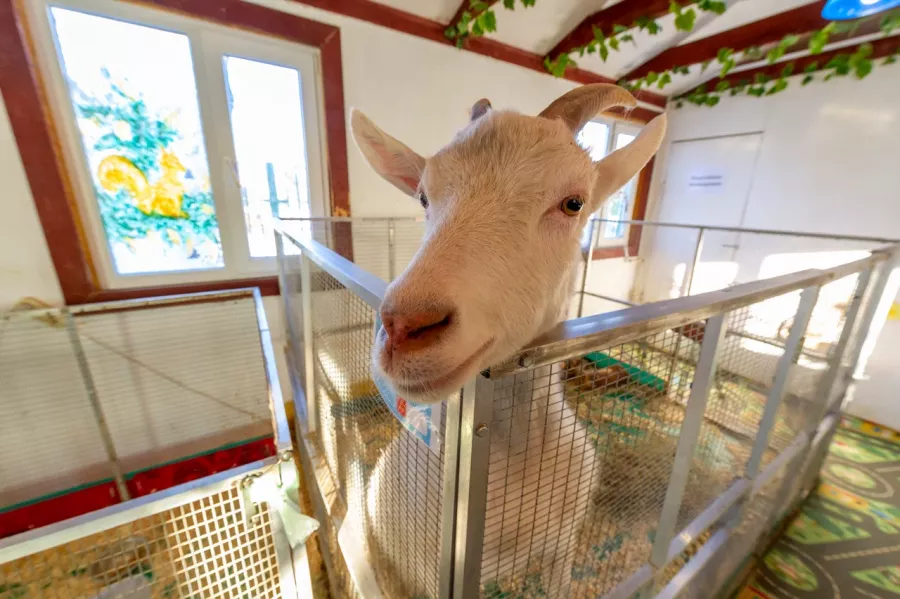 Контактный зоопарк ZOO-mini в Москве: Зоопарк, Любимцы, Дети, Чилим, Природа, Развлечения, Zoo, Animals,