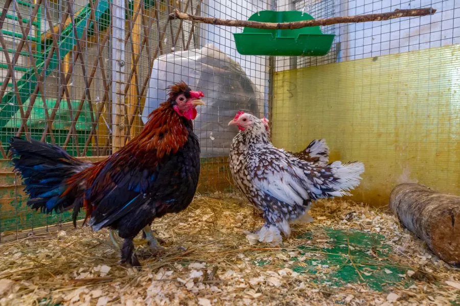 Контактный зоопарк ZOO-mini в Москве: Зоопарк, Любимцы, Дети, Чилим, Природа, Развлечения, Zoo, Animals,