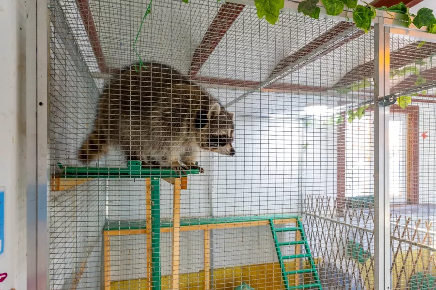 Контактный зоопарк ZOO-mini в Москве: Зоопарк, Любимцы, Дети, Чилим, Природа, Развлечения, Zoo, Animals,