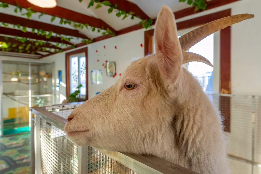 Контактный зоопарк ZOO-mini в Москве: Зоопарк, Любимцы, Дети, Чилим, Природа, Развлечения, Zoo, Animals,