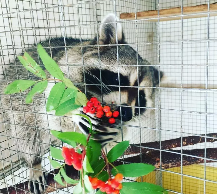 Контактный зоопарк ZOO-mini в Москве: Зоопарк, Любимцы, Дети, Чилим, Природа, Развлечения, Zoo, Animals,
