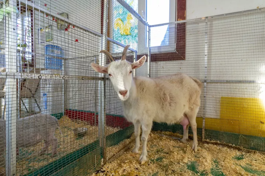 Контактный зоопарк ZOO-mini в Москве: Зоопарк, Любимцы, Дети, Чилим, Природа, Развлечения, Zoo, Animals,