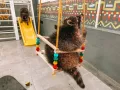 Миниатюра 4