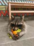 Миниатюра 5