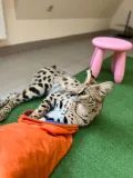 Миниатюра 3