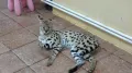 Миниатюра 8