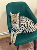 Миниатюра 9