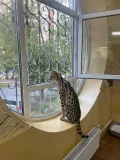 Миниатюра 12
