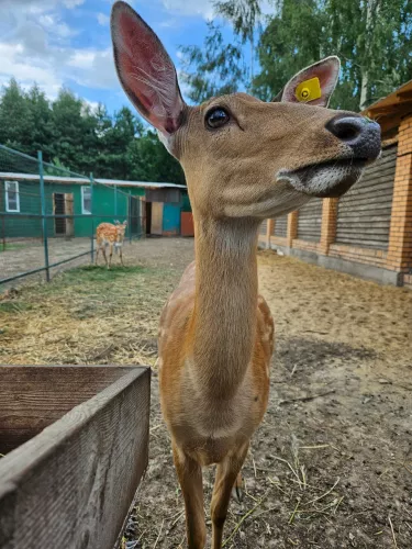 Мини-ферма Страус  в  Москве