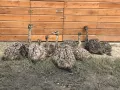 Миниатюра 4