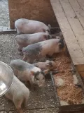 Миниатюра 7