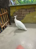 Миниатюра 8