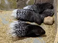 Миниатюра 12