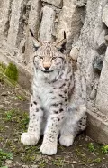 Миниатюра 11