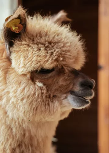 Парк Альпак  в  Сочи