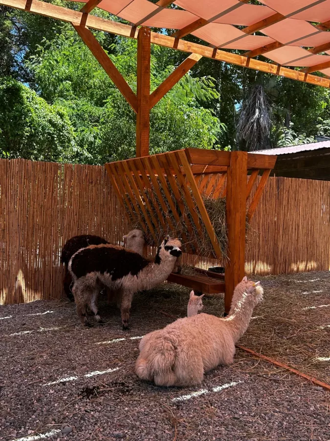 Парк Альпак в Сочи: Зоопарк, Любимцы, Дети, Чилим, Природа, Развлечения, Zoo, Animals,