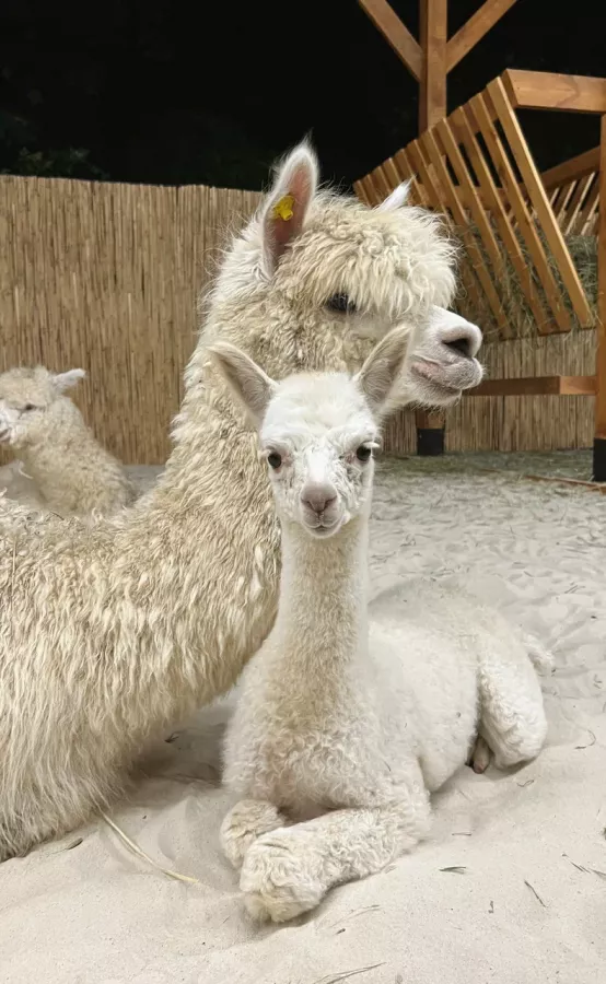 Парк Альпак в Сочи: Зоопарк, Любимцы, Дети, Чилим, Природа, Развлечения, Zoo, Animals,