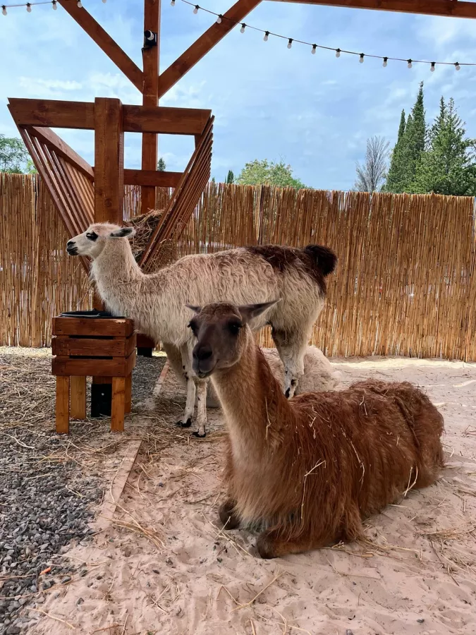 Парк Альпак в Сочи: Зоопарк, Любимцы, Дети, Чилим, Природа, Развлечения, Zoo, Animals,