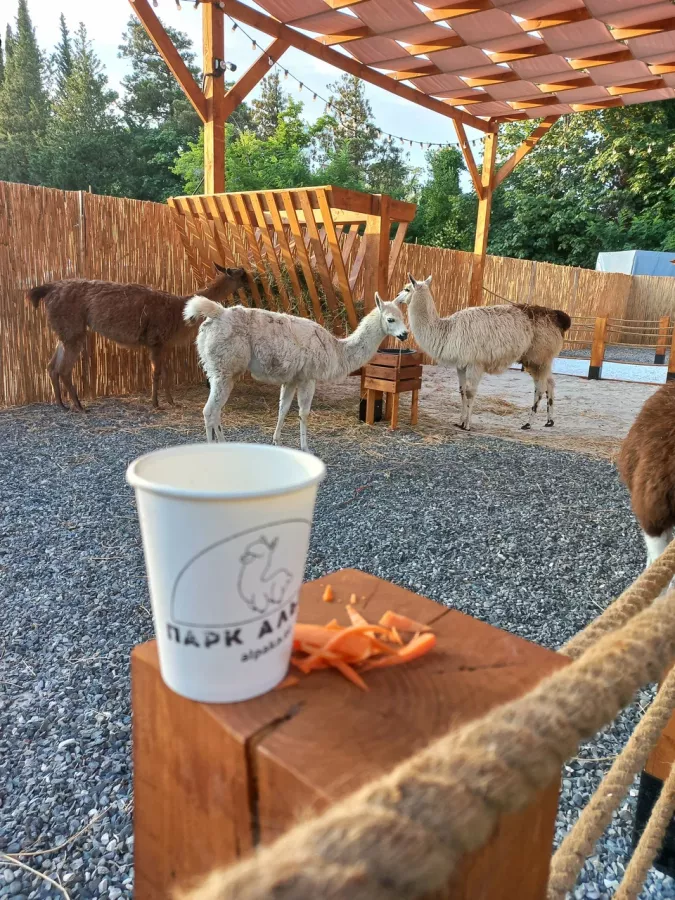 Парк Альпак в Сочи: Зоопарк, Любимцы, Дети, Чилим, Природа, Развлечения, Zoo, Animals,