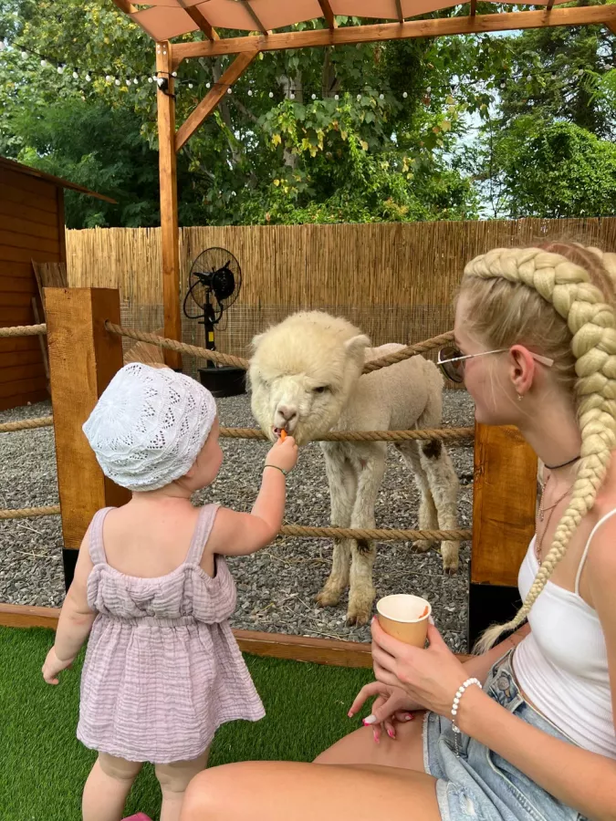 Парк Альпак в Сочи: Зоопарк, Любимцы, Дети, Чилим, Природа, Развлечения, Zoo, Animals,
