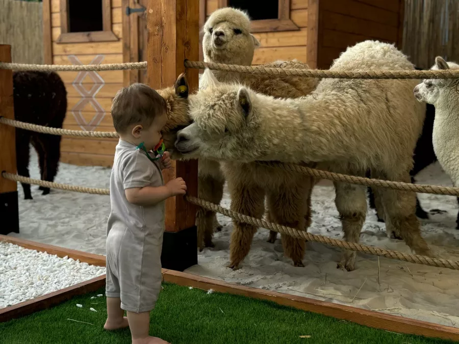 Парк Альпак в Сочи: Зоопарк, Любимцы, Дети, Чилим, Природа, Развлечения, Zoo, Animals,