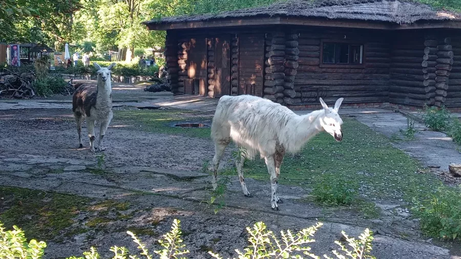 Калининградский зоопарк в Калининграде: Зоопарк, Любимцы, Дети, Чилим, Природа, Развлечения, Zoo, Animals,
