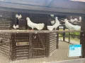 Миниатюра 9
