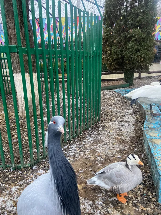 Грозненский зоопарк в Грозном: Животные, Зоопарк, Детям, Природа,