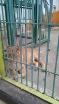 Миниатюра 10