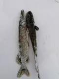 Миниатюра 9
