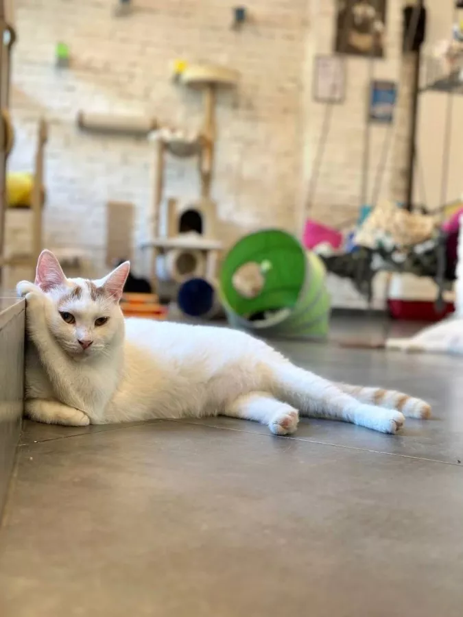 Первый коворкинг с котиками КотоБюро в Москве: Коворкинг , Коты, Коворкинг с котиками, В добрые руки , Место для работы , Антикафе, Кофейня- коворкинг , Для работы , Где работать , Аренда пространства , Аренда помещений , Аренда, Можно с ноутбуком , Фрилансер ,