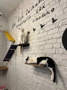 Первый коворкинг с котиками КотоБюро