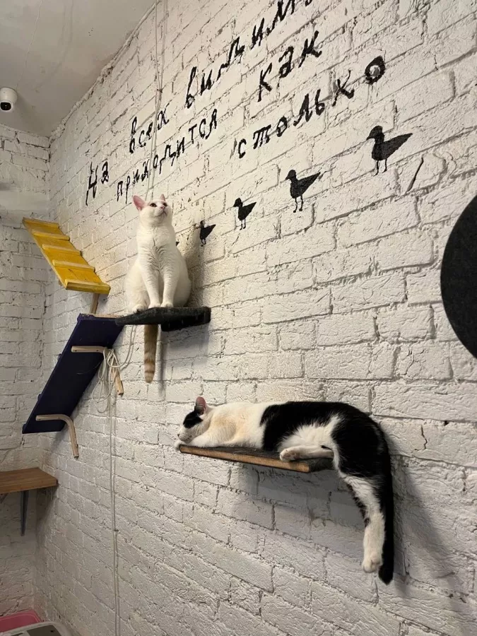Первый коворкинг с котиками КотоБюро в Москве: Коворкинг , Коты, Коворкинг с котиками, В добрые руки , Место для работы , Антикафе, Кофейня- коворкинг , Для работы , Где работать , Аренда пространства , Аренда помещений , Аренда, Можно с ноутбуком , Фрилансер ,