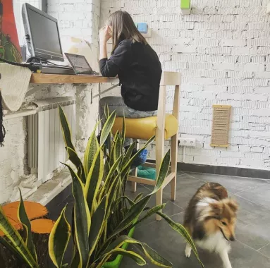 Первый коворкинг с котиками КотоБюро