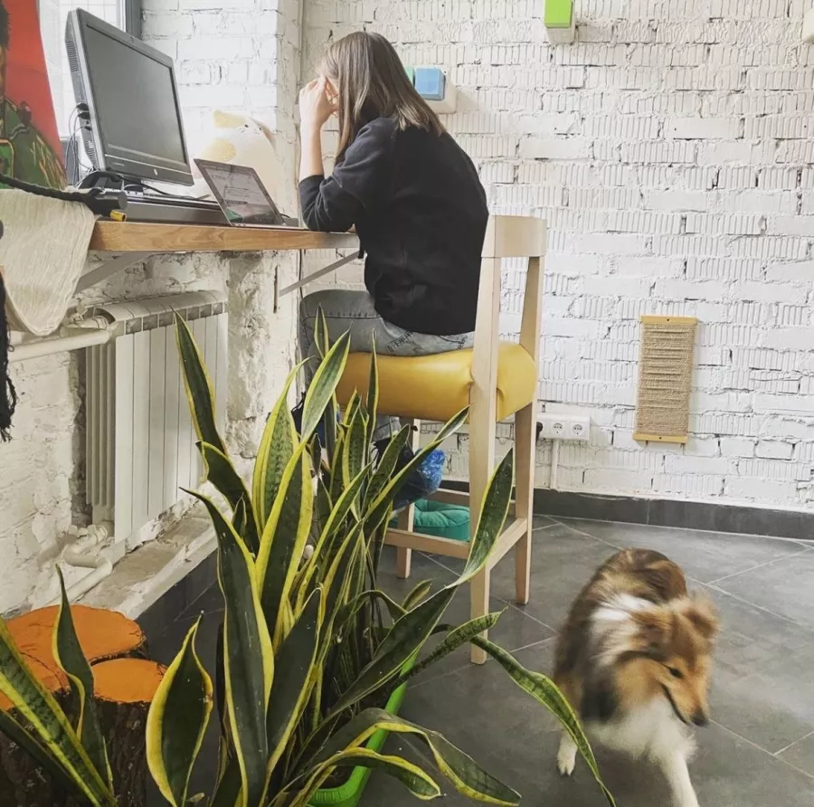Первый коворкинг с котиками КотоБюро в Москве: Коворкинг , Коты, Коворкинг с котиками, В добрые руки , Место для работы , Антикафе, Кофейня- коворкинг , Для работы , Где работать , Аренда пространства , Аренда помещений , Аренда, Можно с ноутбуком , Фрилансер ,