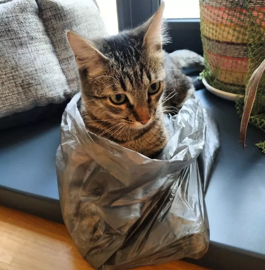 Первый коворкинг с котиками КотоБюро в Москве: Коворкинг , Коты, Коворкинг с котиками, В добрые руки , Место для работы , Антикафе, Кофейня- коворкинг , Для работы , Где работать , Аренда пространства , Аренда помещений , Аренда, Можно с ноутбуком , Фрилансер ,