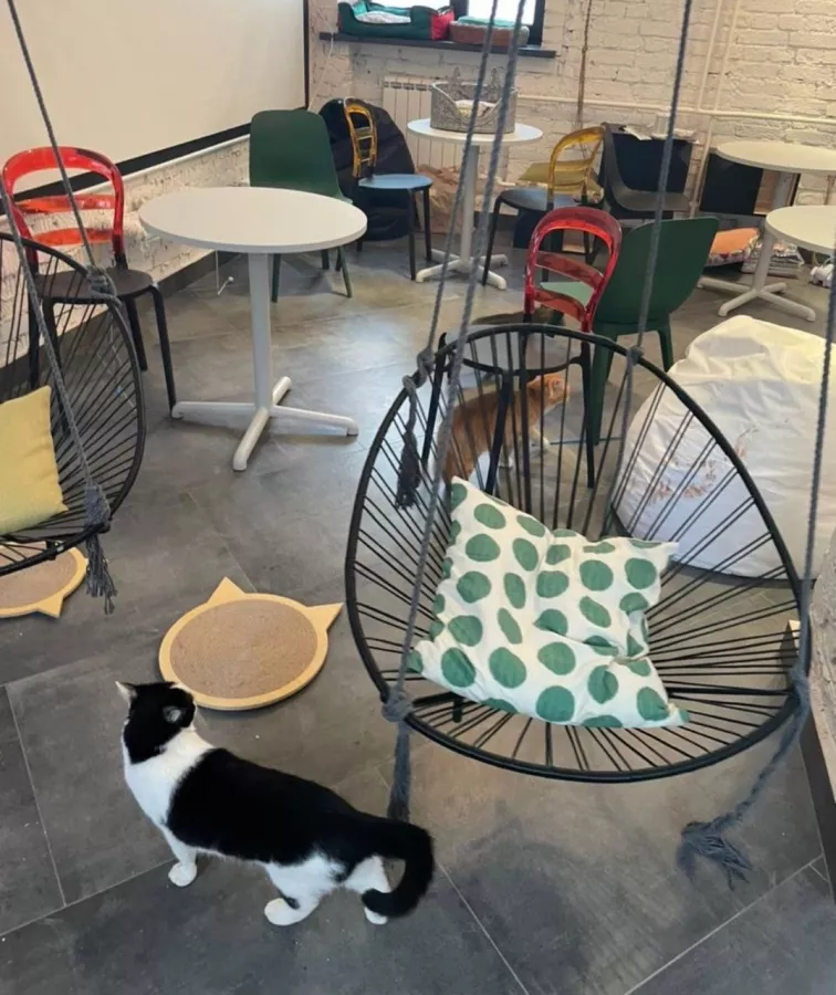 Первый коворкинг с котиками КотоБюро в Москве: Коворкинг , Коты, Коворкинг с котиками, В добрые руки , Место для работы , Антикафе, Кофейня- коворкинг , Для работы , Где работать , Аренда пространства , Аренда помещений , Аренда, Можно с ноутбуком , Фрилансер ,