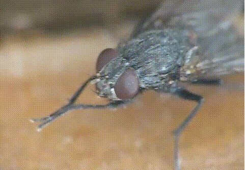 Служба дезинфекции GOODEZ  в  Казани