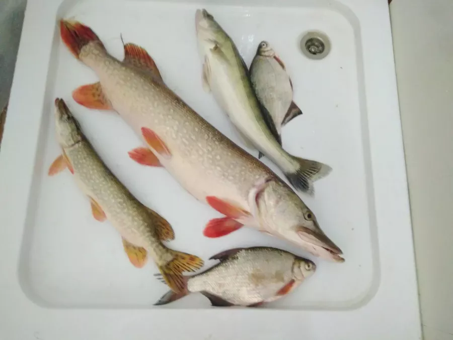 Донская вольница. Рыболовный Клуб в Волгограде: Рыбалка,