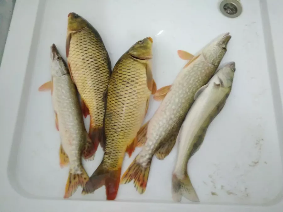 Донская вольница. Рыболовный Клуб в Волгограде: Рыбалка,