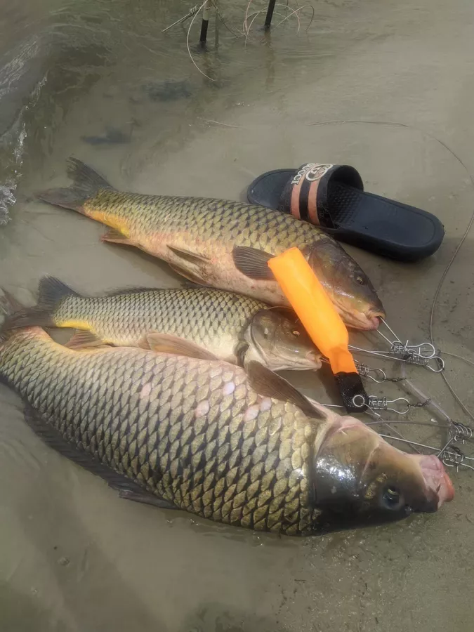 Донская вольница. Рыболовный Клуб в Волгограде: Рыбалка,