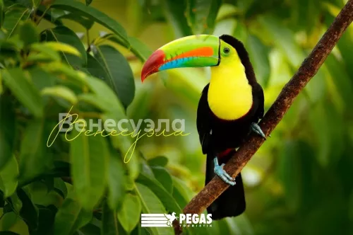 Туристическое агентство Pegas Touristik на Павлюхина в Казани