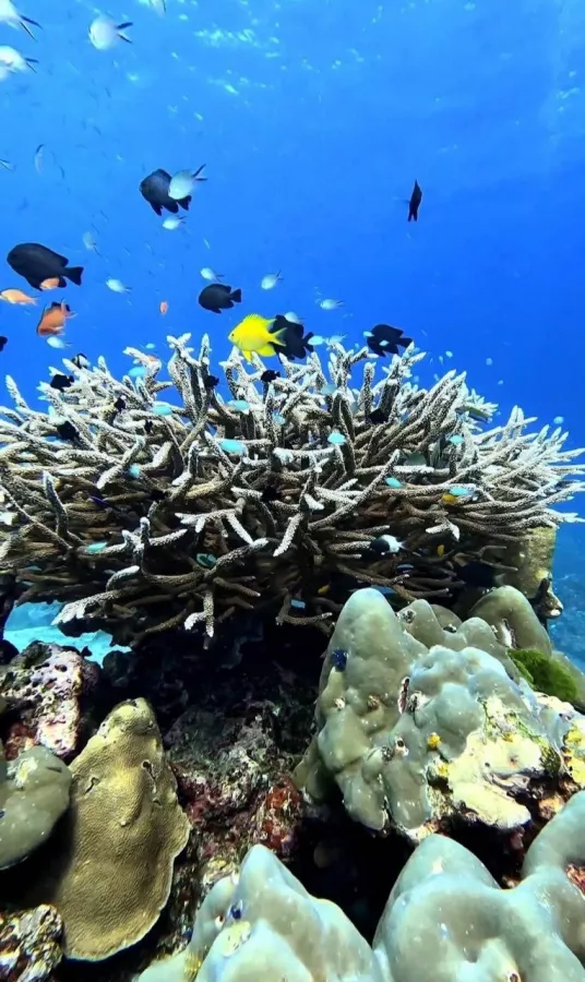 Дайвинг-Центр Морские Дьяволы в Пхукете: Diving, Freediving, Погружение, Instructors, Инструкторы, Фридайвинг, Дайвинг, Плавание, Акваланг, Swimming, Scuba,