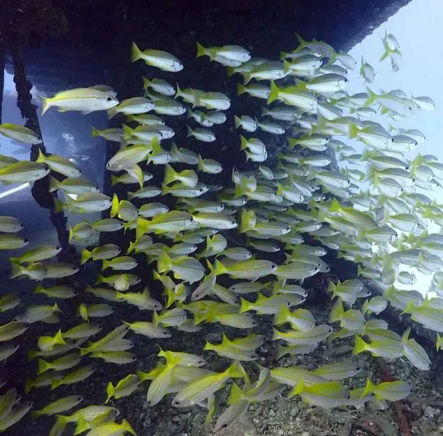 Дайвинг-Центр Морские Дьяволы в Пхукете: Diving, Freediving, Погружение, Instructors, Инструкторы, Фридайвинг, Дайвинг, Плавание, Акваланг, Swimming, Scuba,