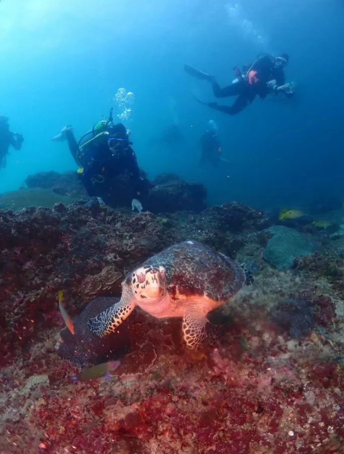 Дайвинг-Центр Phuket Diving Center в Пхукете: Инструкторы, Дайвинг, Фридайвинг, Погружение, Instructors, Diving, Freediving, Swimming, Scuba, Плавание, Акваланг,